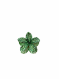 Palm Green Island Bloom Claw Clip